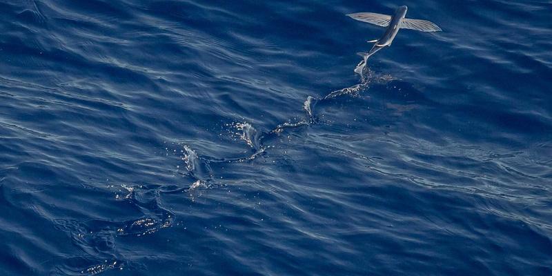 海淘宠物食品终极指南：北美天然粮选购、免税直邮与防伪全攻略